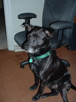 BigBlackDog.webp