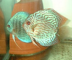 discus_pair.JPG