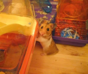 Ginger_082a.webp