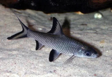 bala_shark.webp