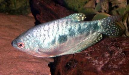 blue_gourami.webp