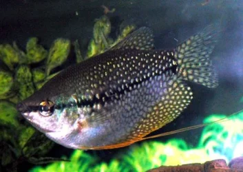 pearl_gourami.webp