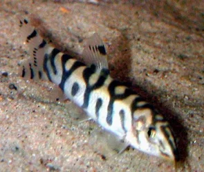 yoyo_loach.webp