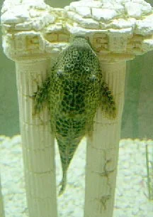 SlugoGoneWild.webp