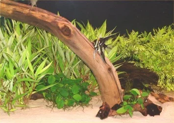 Tank_Left_3.webp