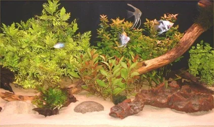 Tank_Centre_3.webp