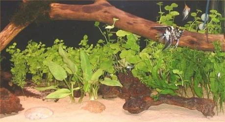 Tank_Right_3.webp