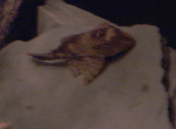 post_22_1057675128.gif