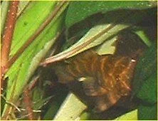 Bud_1.webp