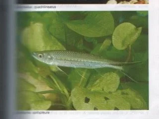new_fish.webp
