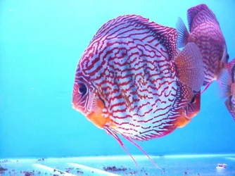 DSCF0152.webp
