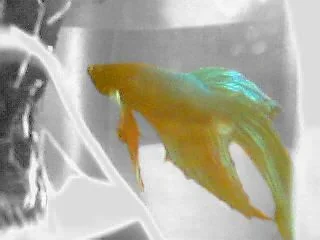 laurasfish.webp