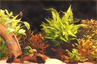 Java_Fern_1.webp