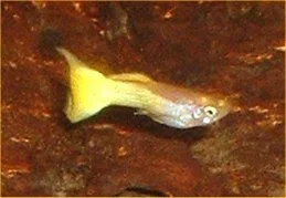 Guppy_1.webp