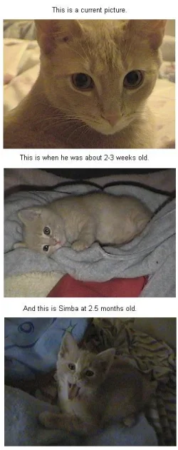 simba.webp