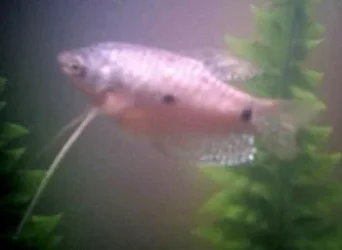 Gourami.webp