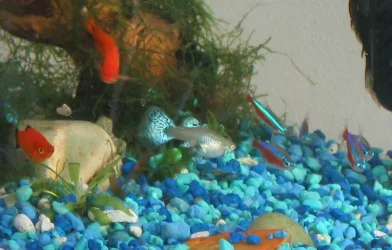 guppy.webp