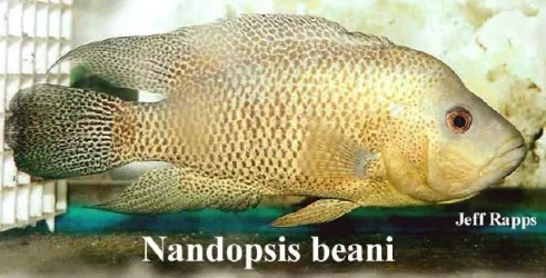 beani1.webp