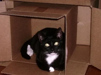 ladybox.webp
