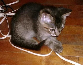 cinnamonplaying.webp