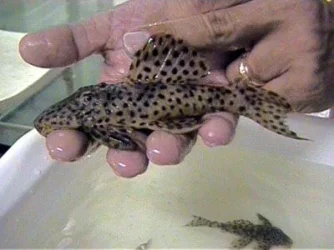 Gold_heterodon_1__7.21.03.webp