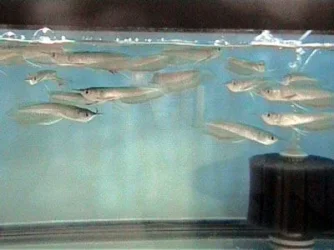 Arowana_7__7.21.03.webp