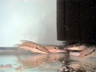 C._lepidota_pike___5__7.21.03.webp