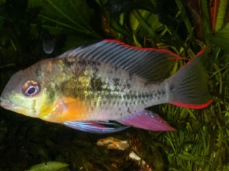 ram_555555555555555555.webp