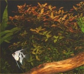 Dscf0002.webp