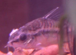 fish5.webp