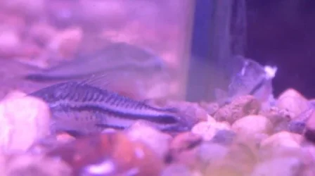fish3.webp