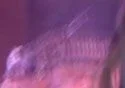 fish4.webp