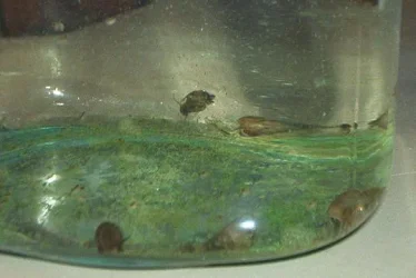snail2.webp
