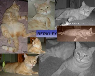Berkley.webp