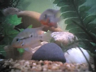 cichlids12.webp