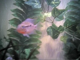 cichlids13.webp