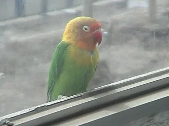 301bird01.webp