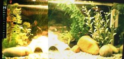 my_attepmt_at_join_my_new_tank_look.jpg