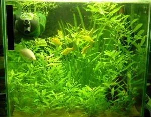 planted.webp