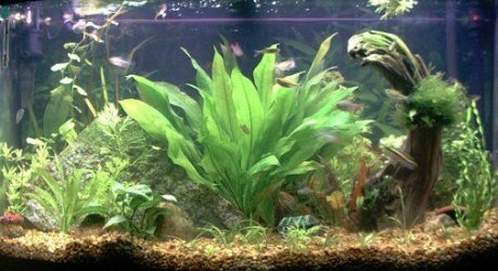 newtank.jpg