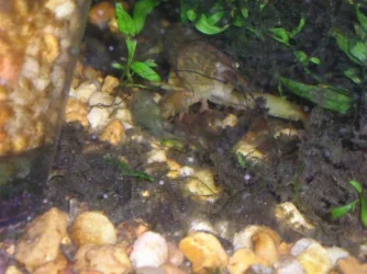 Andrews_tank_036.webp