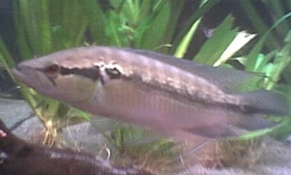 pike_cichlid_003.jpg