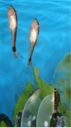 3_otos.webp
