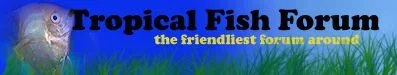 TFF.webp