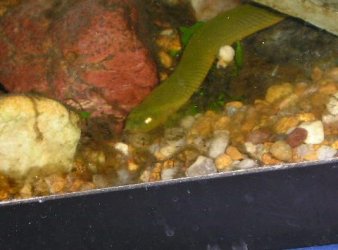 Andrew__s_tanks_2_023__2_.jpg