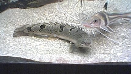 bichir_1.jpg