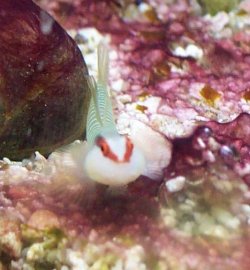 gb_goby2.jpg