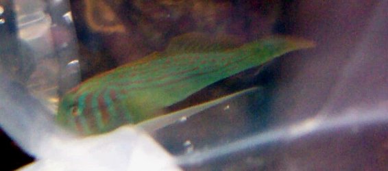 fc_goby2.jpg
