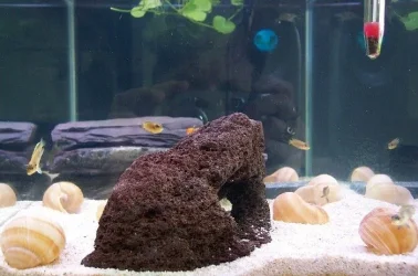 tank2_sm.webp