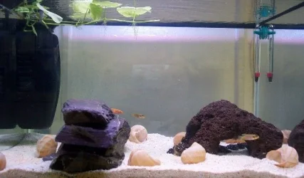 tank3_sm.webp